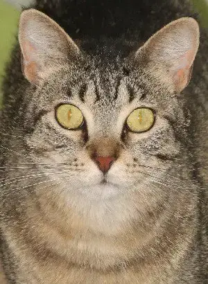 Nora