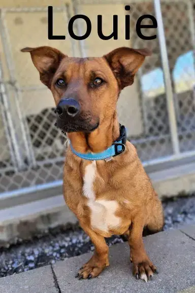 Louie
