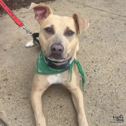 Kali