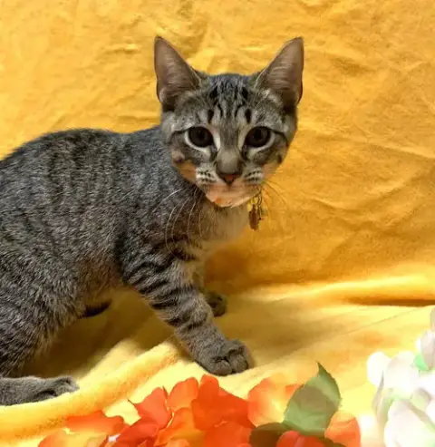 Pawdrey Hepburn #Spunky-N-Sweet photo 2