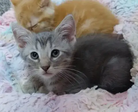 Ziggy * In Foster *