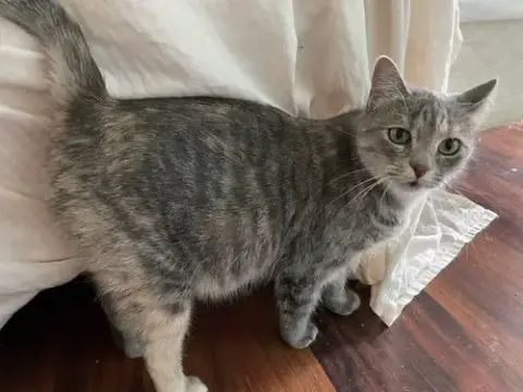 Isabella