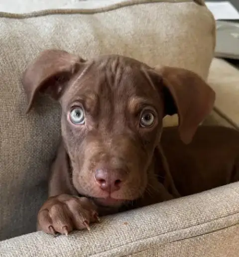 Cooper