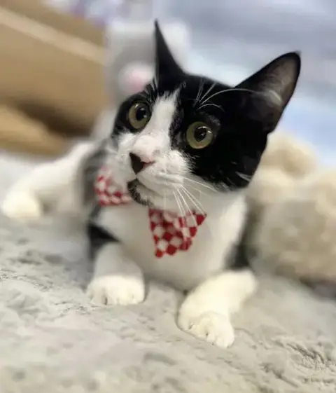 Kitzo photo 3