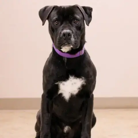 Dexter photo 5