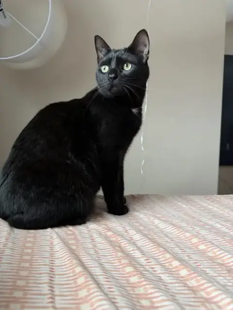 Peewee