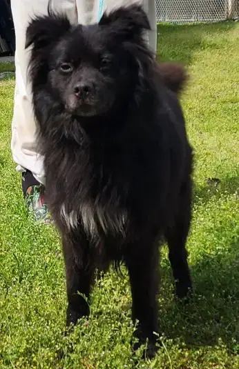 260383   Bear photo 2