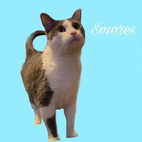 S'Mores