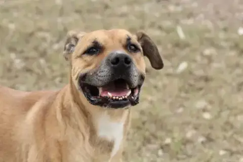 Scooby