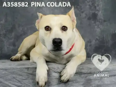 Pina Colada