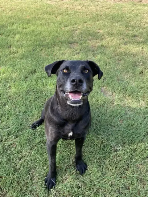 Scout photo 2