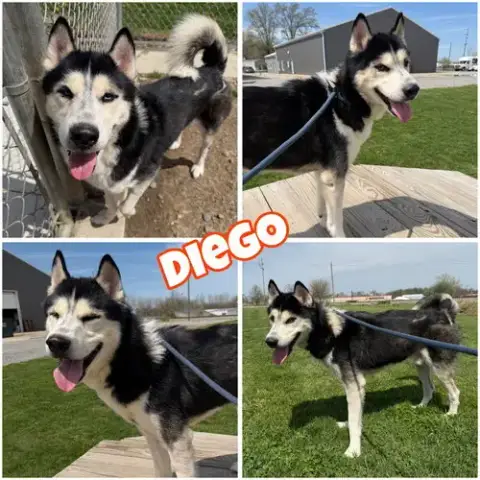 Diego