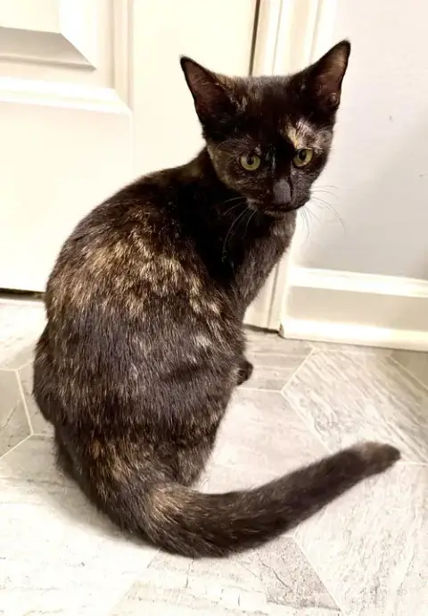 Kitten Gorgeous Galaxy