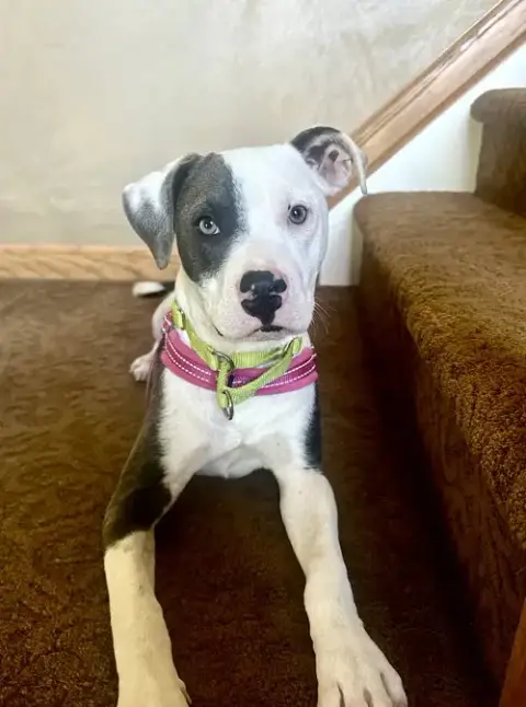 Bonnie
