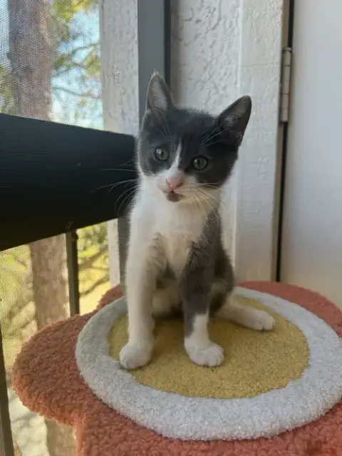 Piper