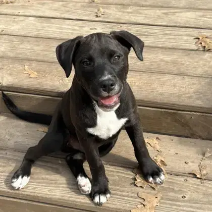Astro