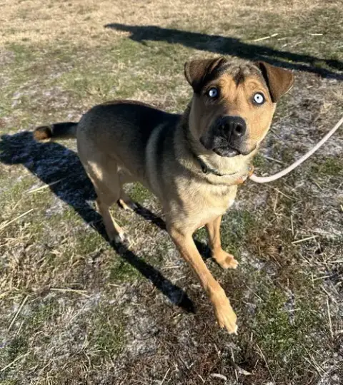 Gunner "Maceo photo 3