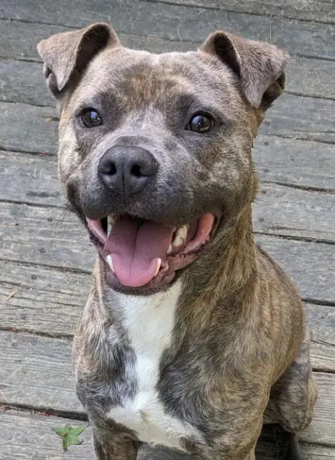 Frannie