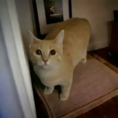 Foxie photo 4