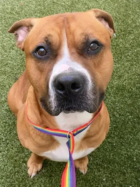 Chester