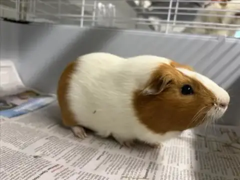 Bugsy