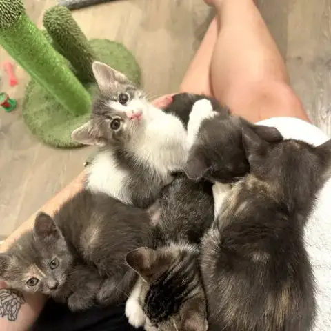Survivor Litter photo 4