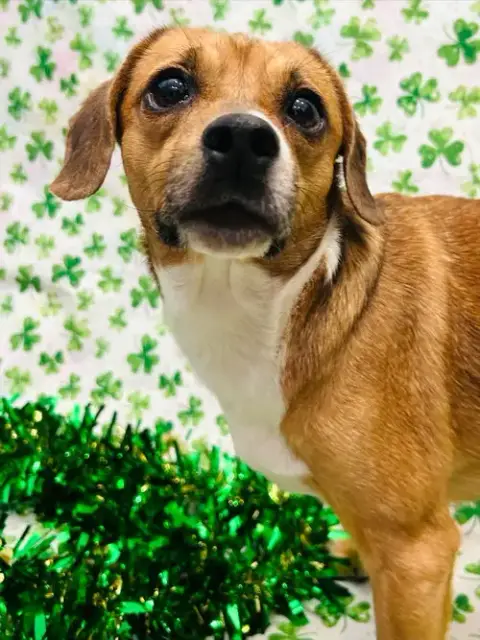 Biscuit The Beagle photo 5