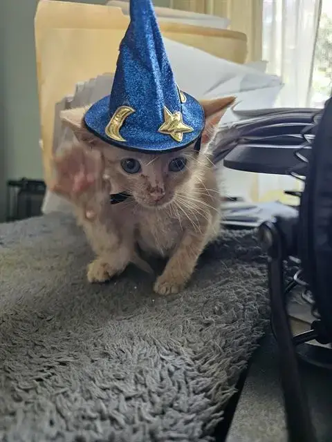 Gato