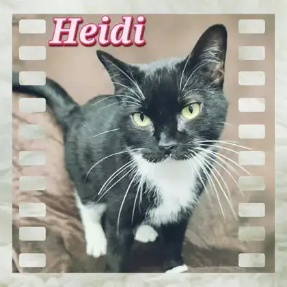 Heidi