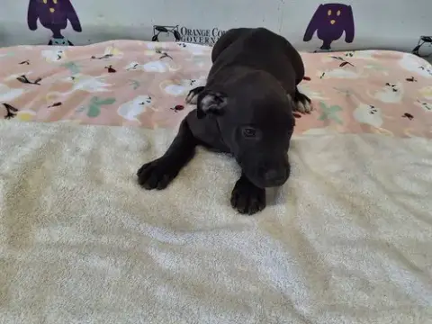 *Kohl