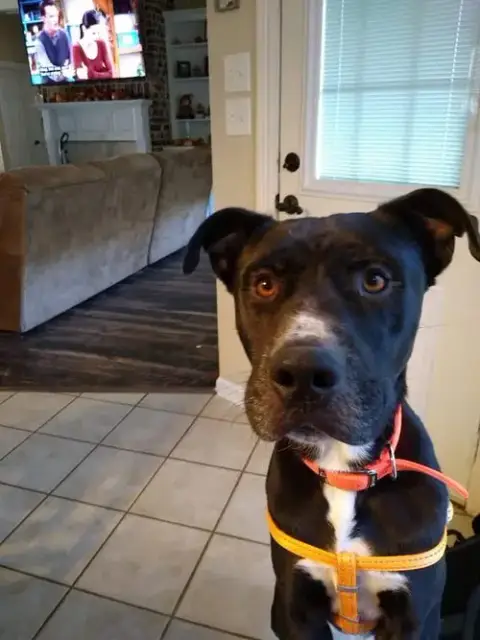 Buddy