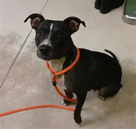 Pawlene