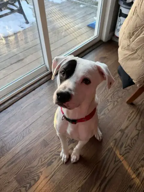 Petey