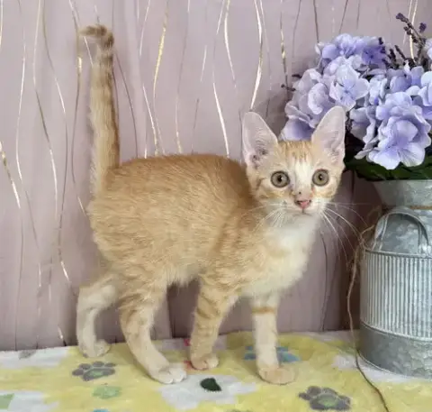 Ginger photo 2