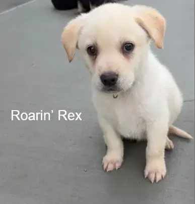 Roaring Rex