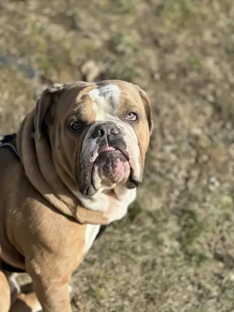 Bruiser