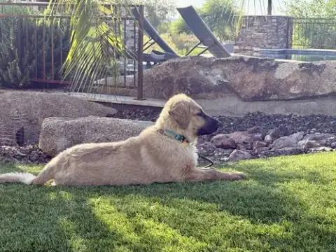 Rocco photo 5