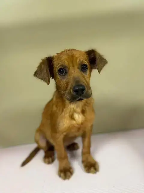 Puppy Hunter photo 2