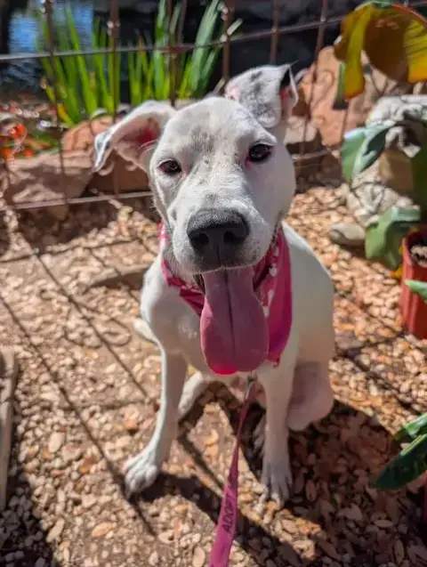 Penelope