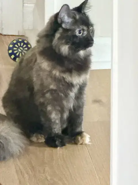 Kitten Stormy photo 4