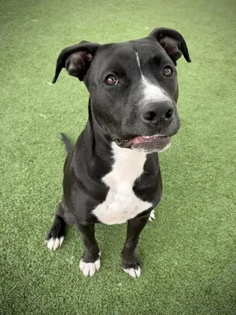 Arlo