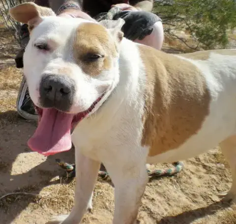 Millie photo 2