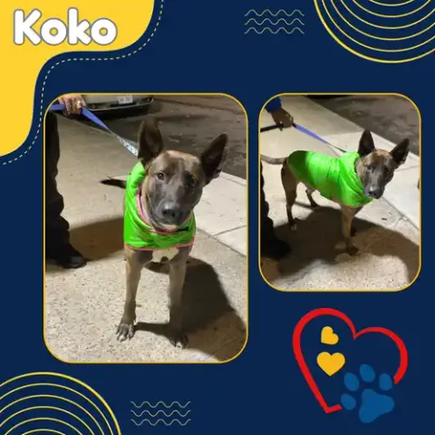 Koko