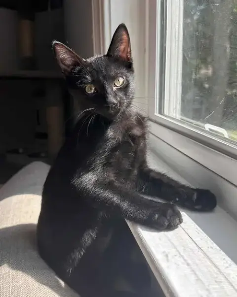 Gio =^.^=