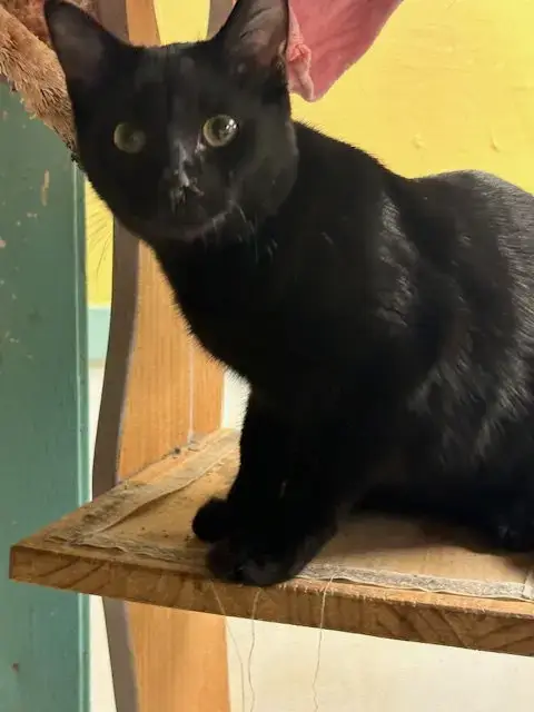 Salem photo 2