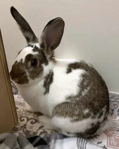 Walnut photo 3