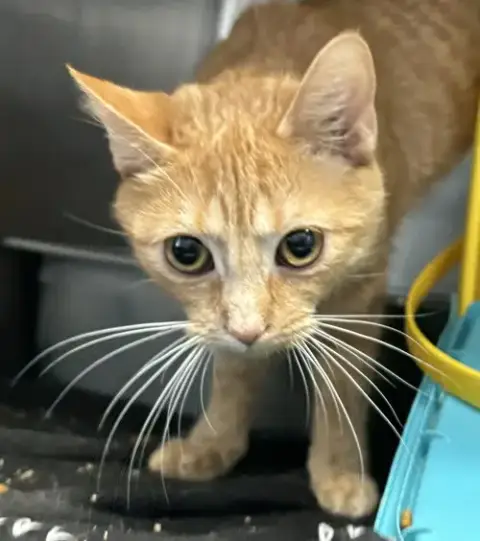 Sissy: Not At Shelter photo 3