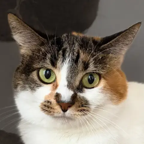 Whitney