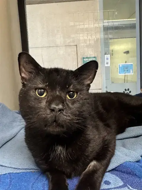 Sylvester
