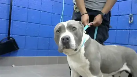 Chico